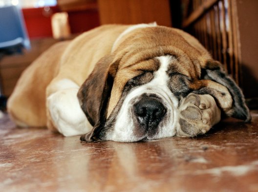 Illustrasjonsfoto: Av en hund som sover