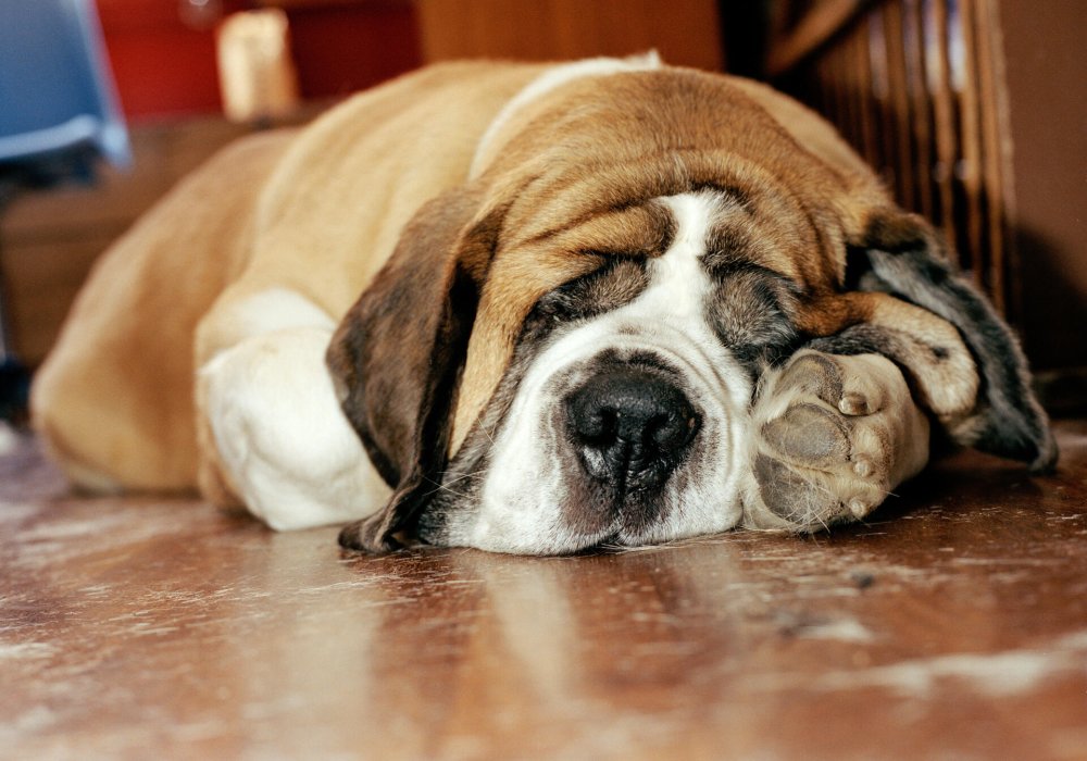 Illustrasjonsfoto: hund som sover
