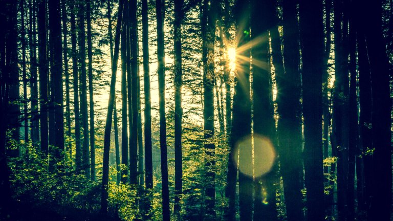 green_wood_529x392