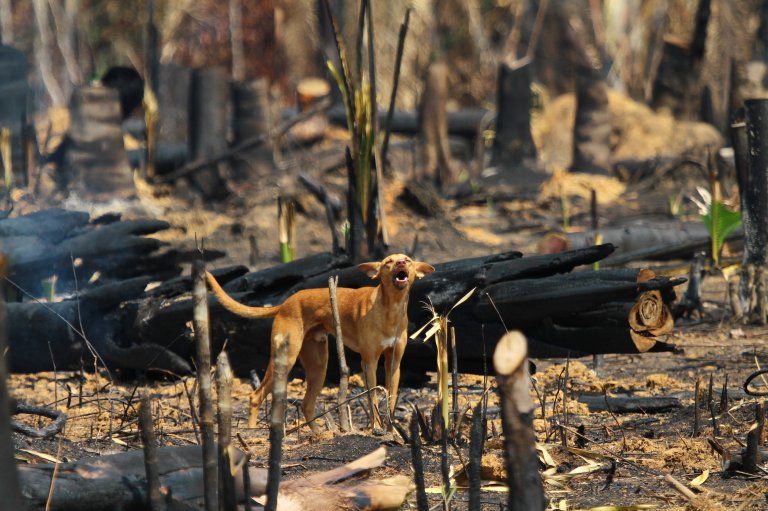 Photo_Edmar_Barros_Rainforest_Foundation_Norway