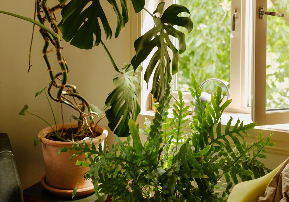 Foto av planter som står foran et vindu i en stue