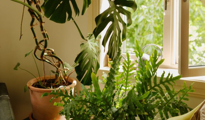 Foto av planter som står foran et vindu i en stue