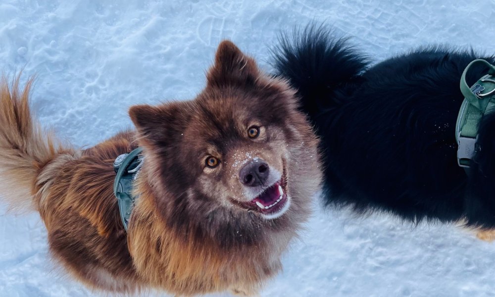 Mille, finsk lapphund.