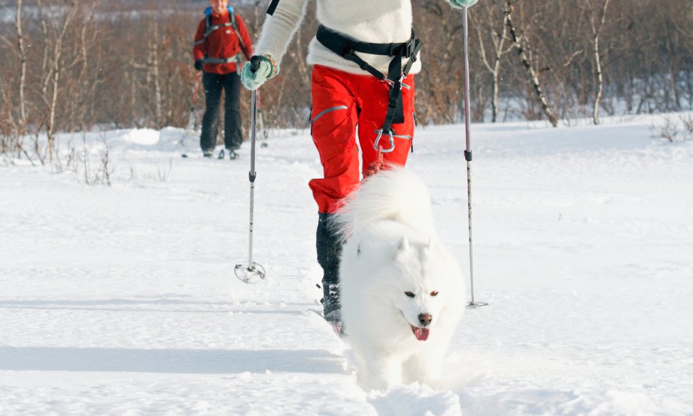 Dame på skitur med hund om vinteren.