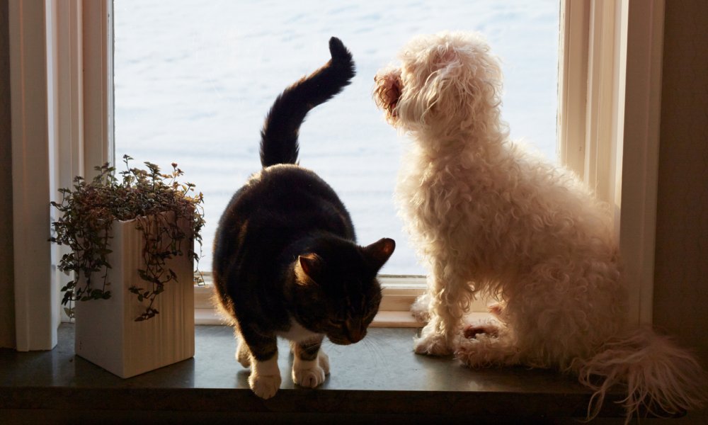 Katt og hund som sitter i vindu med vinterlandskap i bakgrunnen.