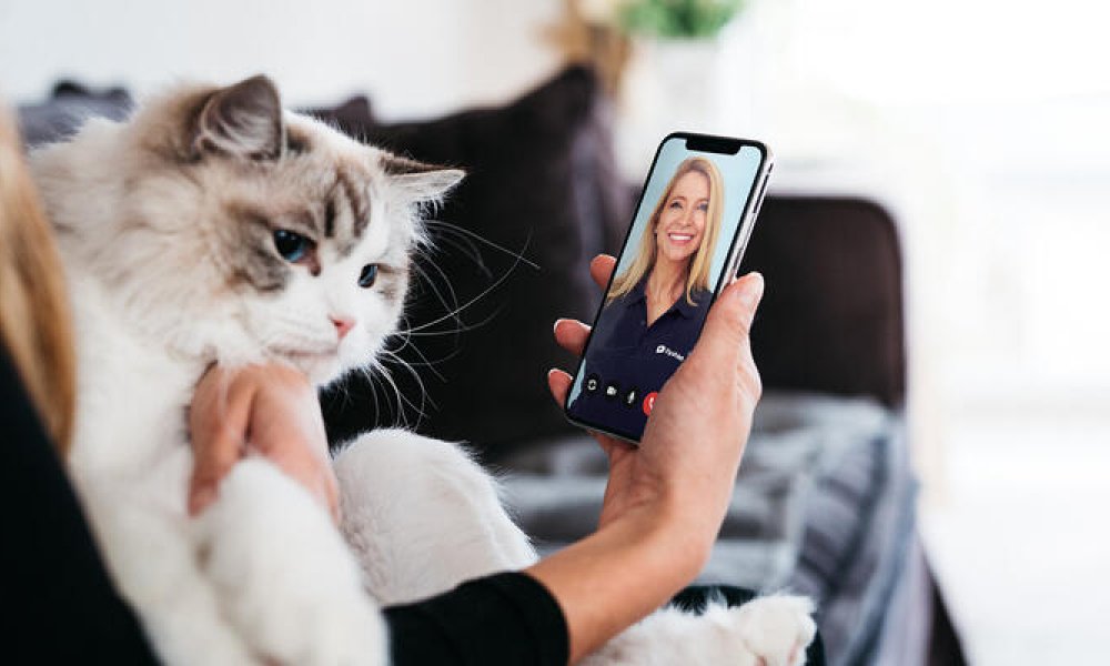 Illustrasjonsfoto: veterinær Trude Mostue tar katten med til FirstVet.