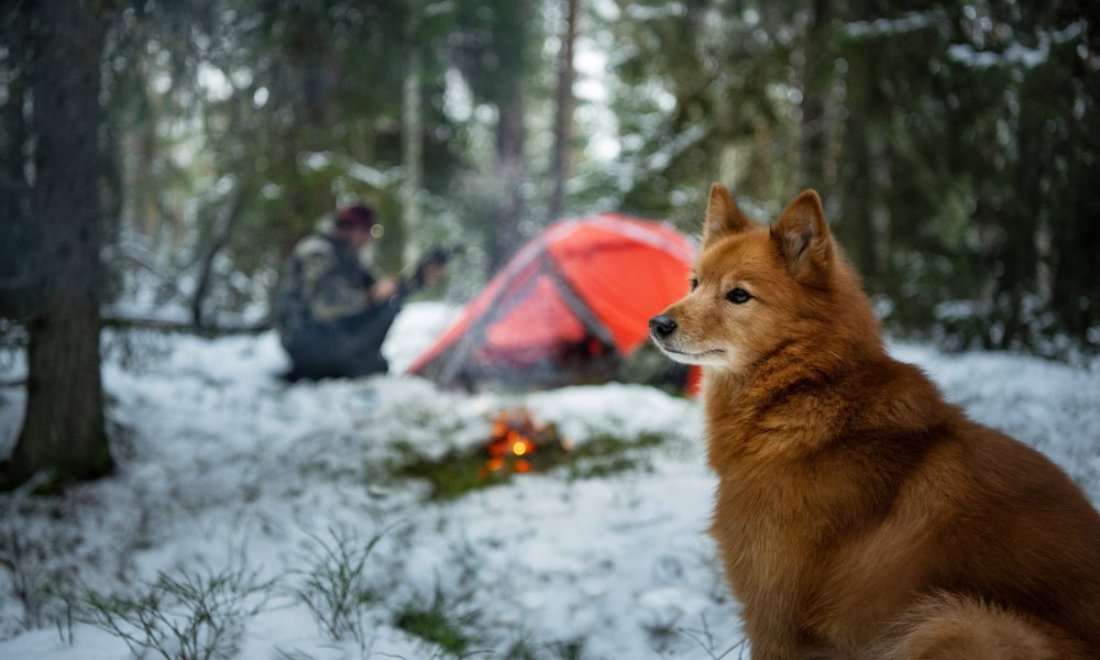 Hund på tur med eieren sin i skogen om vinteren.
