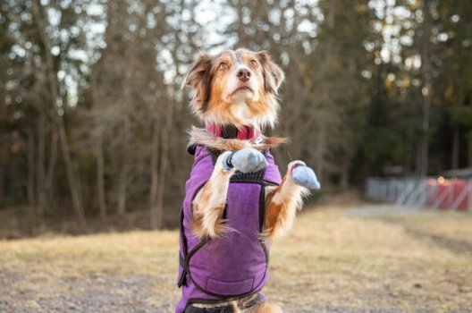 Færøerne implicitte tub Slik tar du vare på hunden og katten i vinter - Storebrand