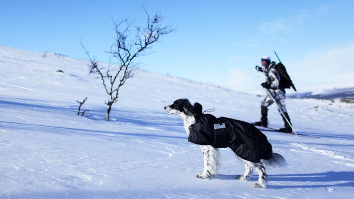 Illustrasjonsfoto: mann og hund på skitur.