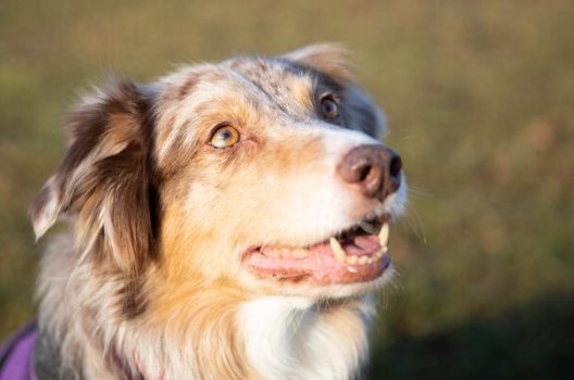 Færøerne implicitte tub Slik tar du vare på hunden og katten i vinter - Storebrand