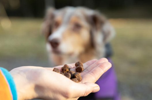 Færøerne implicitte tub Slik tar du vare på hunden og katten i vinter - Storebrand