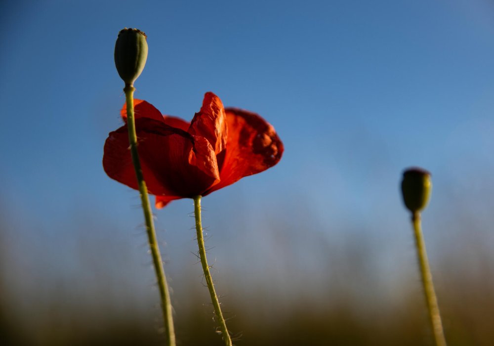 Illustrasjonsfoto: valmuer