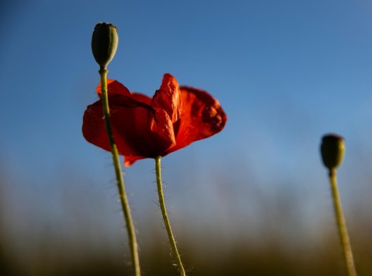 Illustrasjonsfoto: eng av valmuer Illustrasjonsfoto: eng av valmuer
