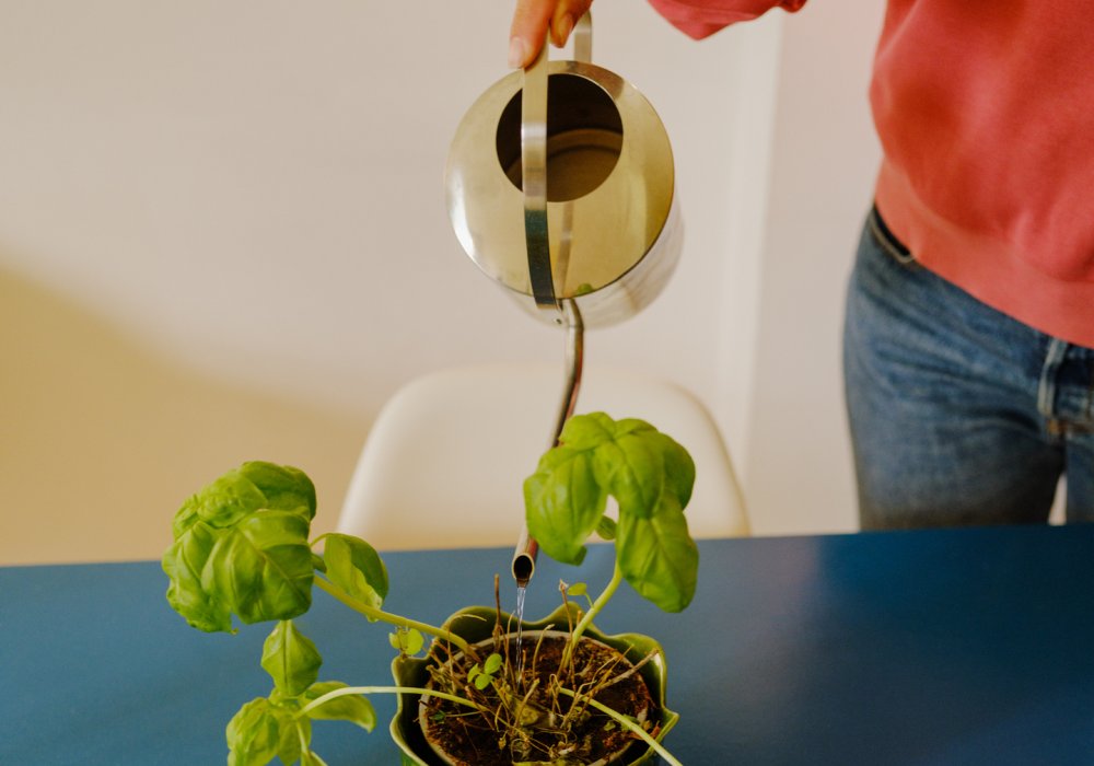 Foto av en dame som vanner en plante på stuebordet