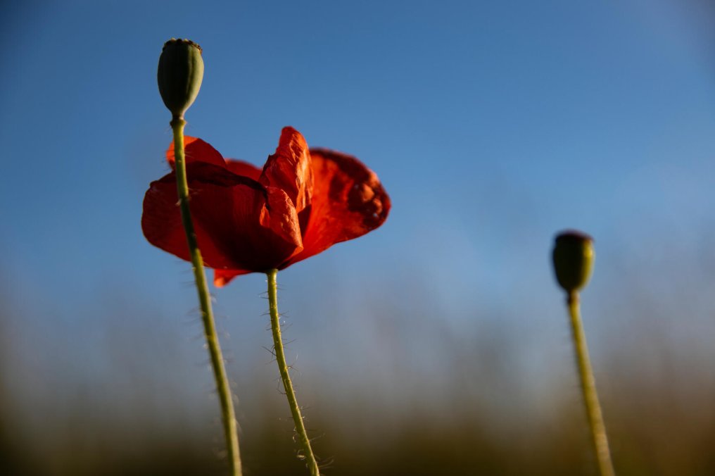 Illustrasjonsfoto: eng av valmuer Illustrasjonsfoto: eng av valmuer
