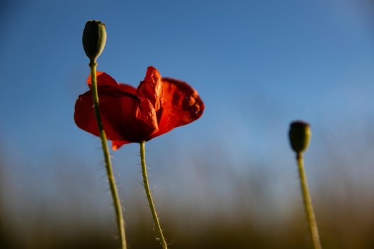 Illustrasjonsfoto: eng av valmuer Illustrasjonsfoto: eng av valmuer