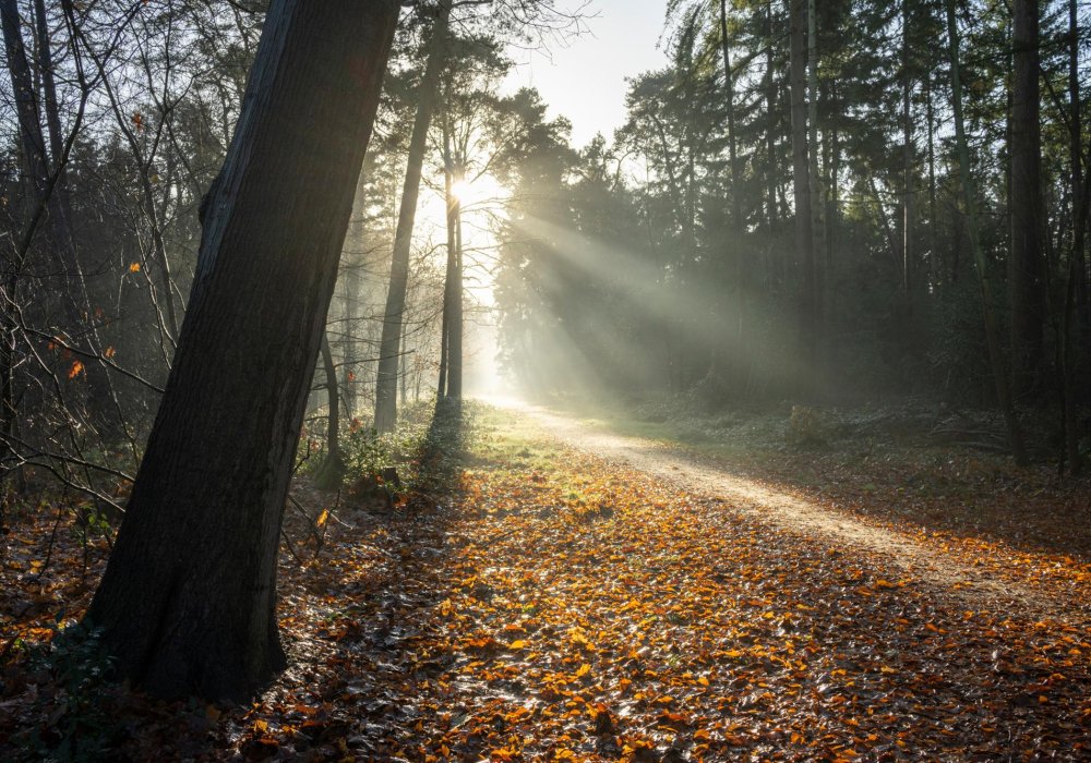 Illustrasjonsfoto, høst i skogen